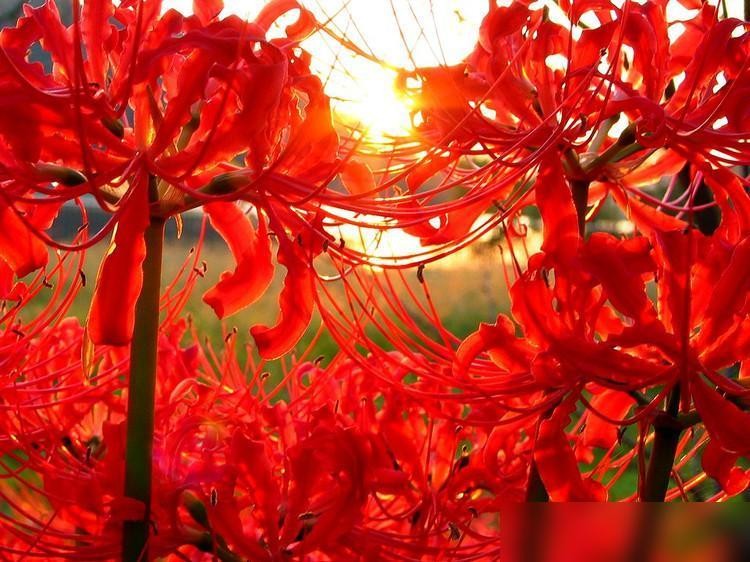 6 loài hoa bị xem là "điềm xấu" - nhưng thực ra có thể giúp nhà bạn an yên, sáng sủa và hút lộc- Ảnh 4.