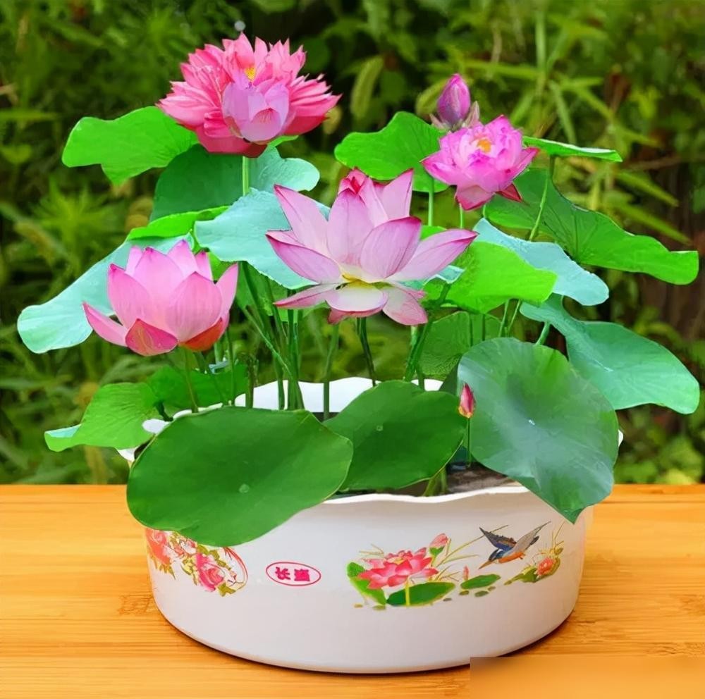 6 loài hoa bị xem là "điềm xấu" - nhưng thực ra có thể giúp nhà bạn an yên, sáng sủa và hút lộc- Ảnh 1.