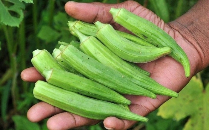 Loại 'nhân sâm xanh' rẻ tiền giúp đẹp da, giảm cân, bảo vệ tim mạch- Ảnh 1.