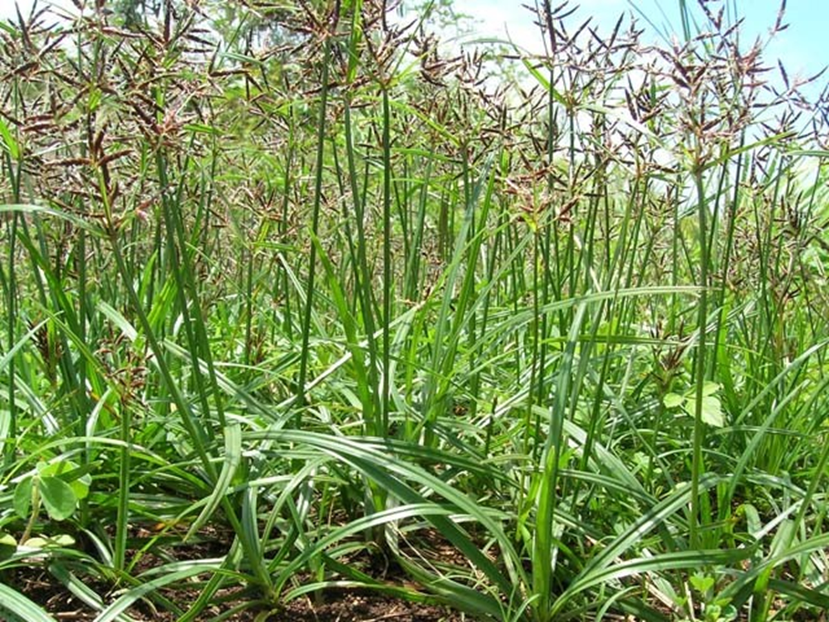 Loài cây "kẻ thù nhà nông" trước cho không ai lấy nay nhổ về bán 350.000 đồng/kg- Ảnh 2.