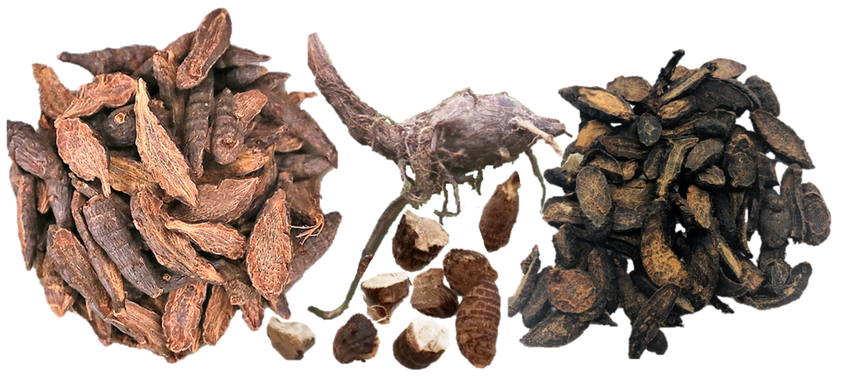 Loài cây "kẻ thù nhà nông" trước cho không ai lấy nay nhổ về bán 350.000 đồng/kg- Ảnh 3.