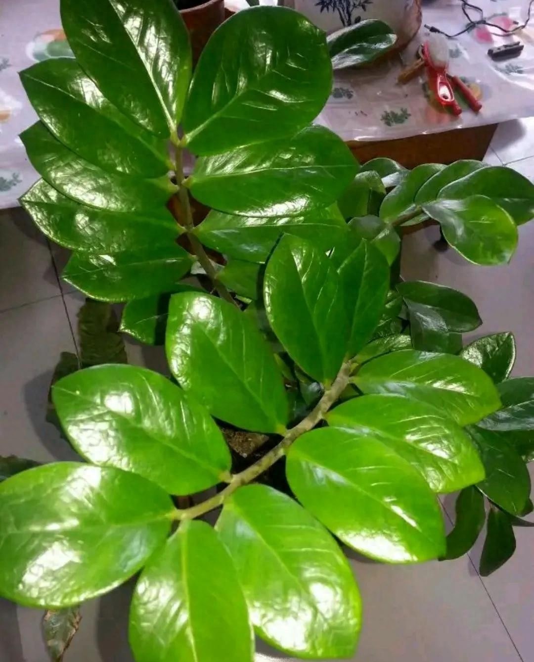 3 cây thích 