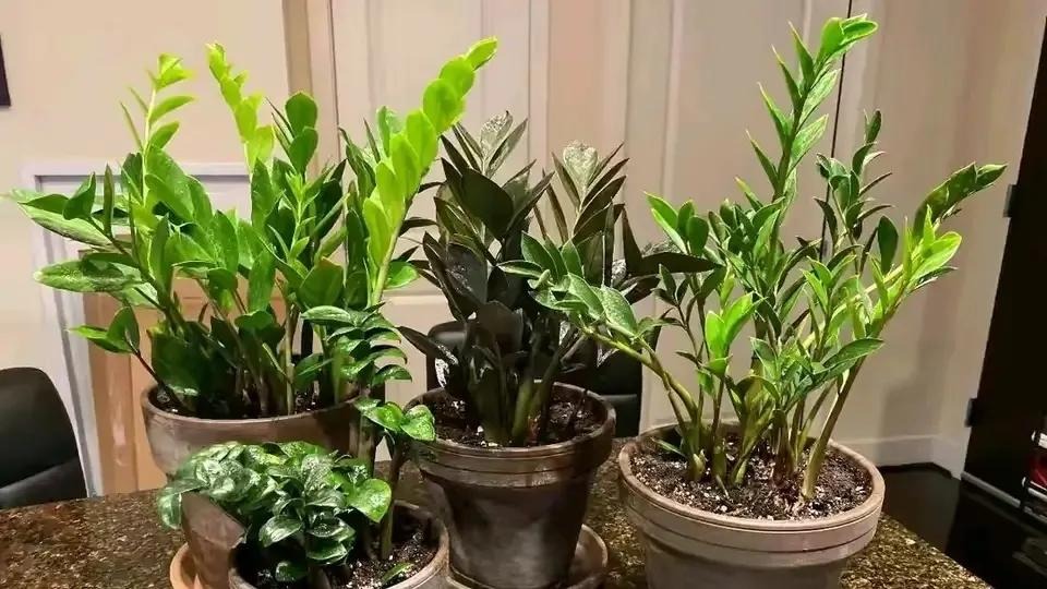 3 nỗi sợ của cây kim tiền- Ảnh 1.