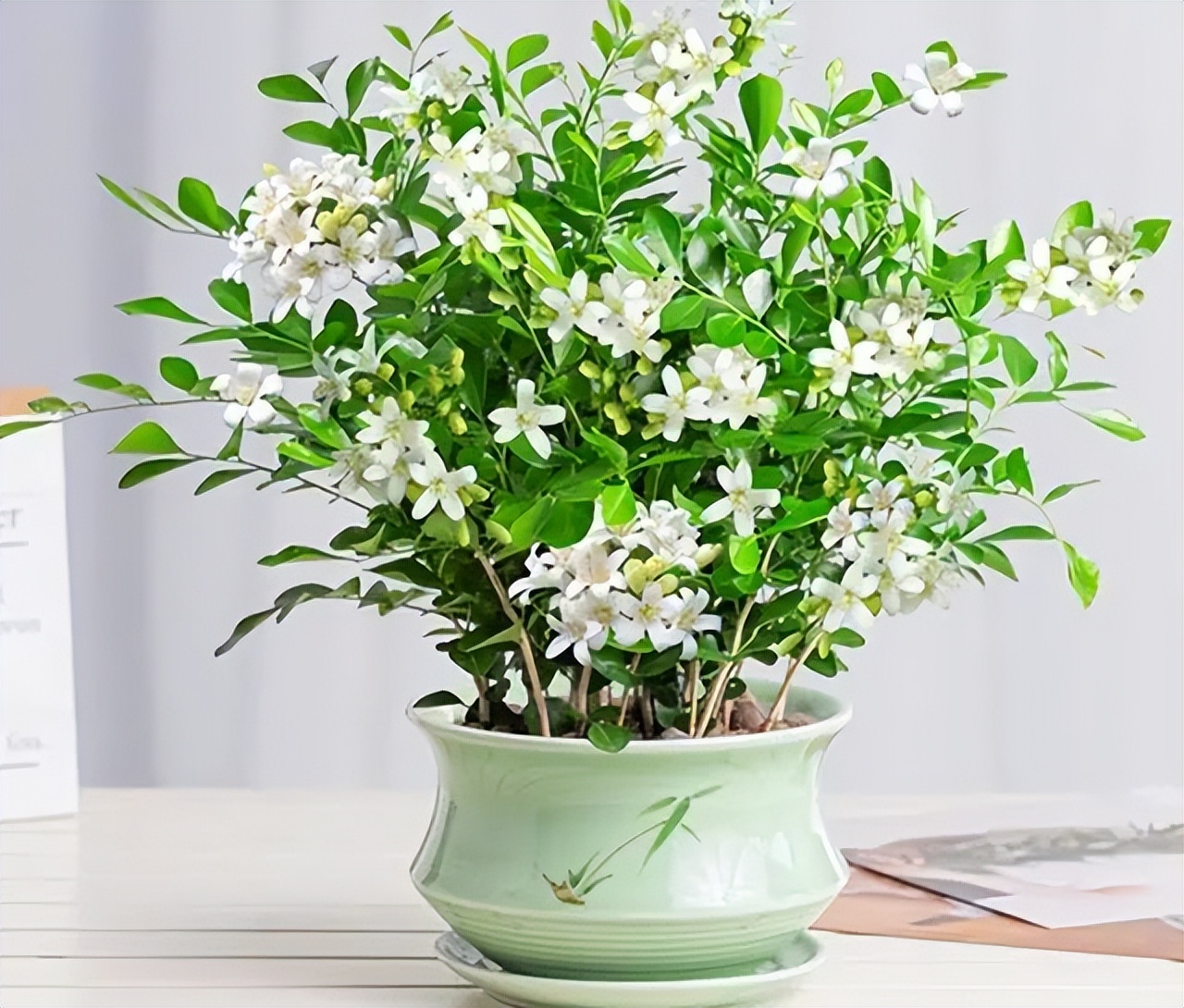 6 cây bonsai phong thủy nên trồng trong phòng khách - tụ vượng khí, giữ tài lộc, nhà càng ở càng thịnh- Ảnh 6.