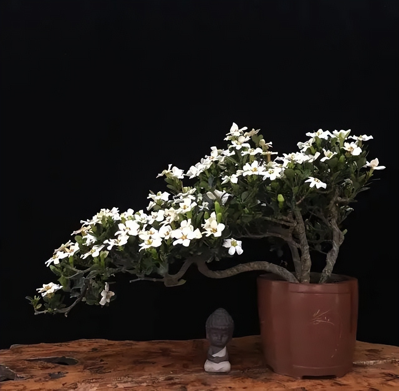 6 cây bonsai phong thủy nên trồng trong phòng khách - tụ vượng khí, giữ tài lộc, nhà càng ở càng thịnh- Ảnh 3.