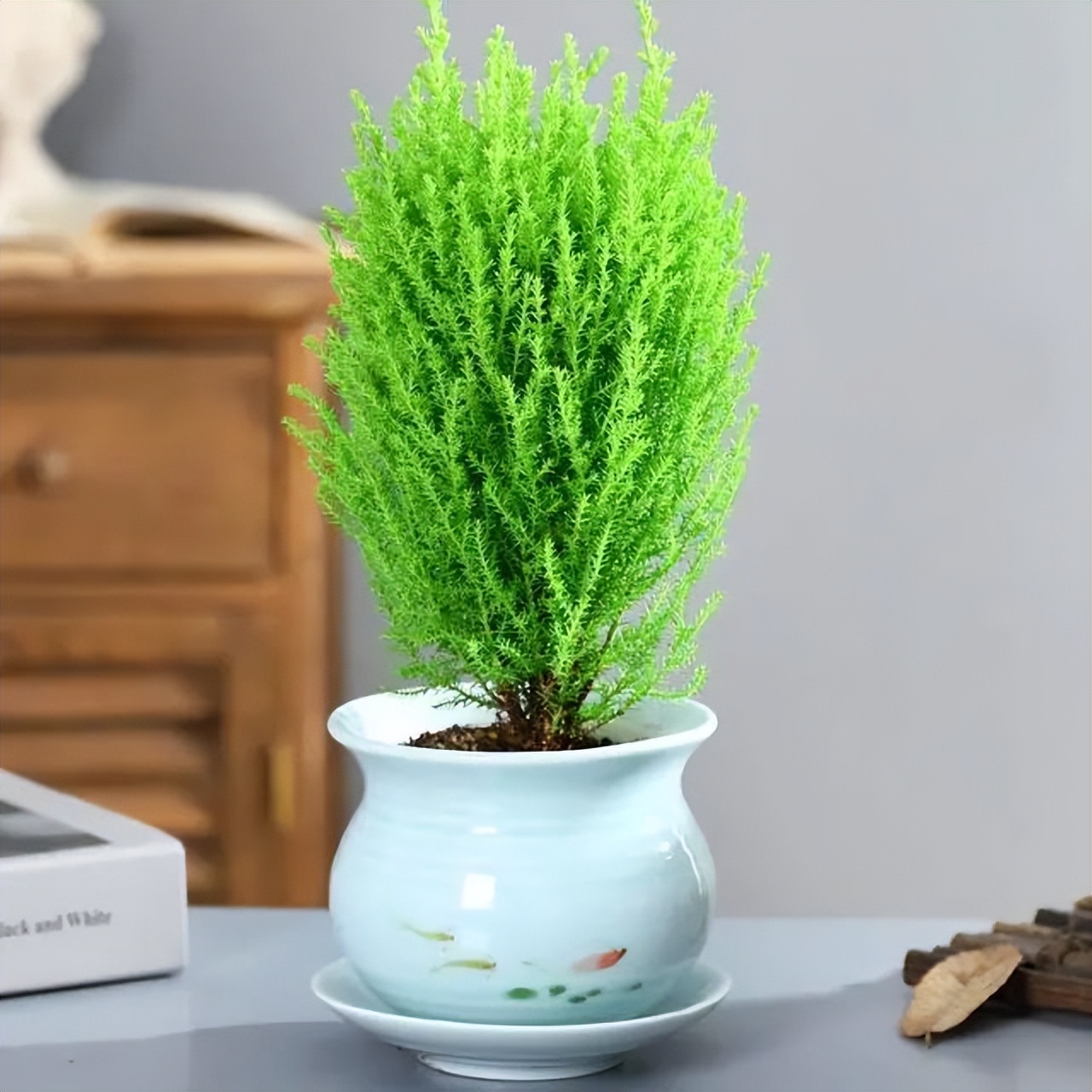 6 cây bonsai phong thủy nên trồng trong phòng khách - tụ vượng khí, giữ tài lộc, nhà càng ở càng thịnh- Ảnh 4.