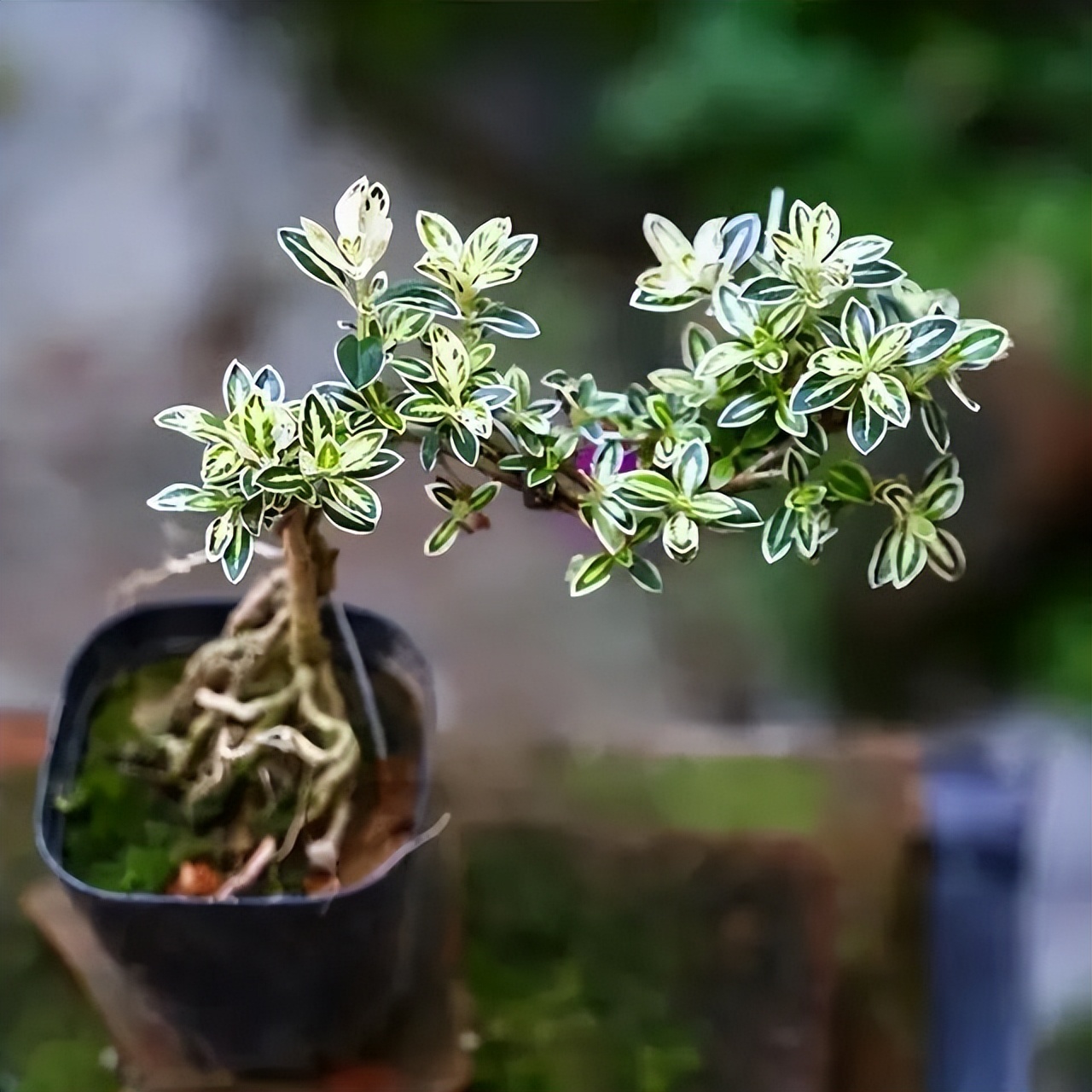 6 cây bonsai phong thủy nên trồng trong phòng khách - tụ vượng khí, giữ tài lộc, nhà càng ở càng thịnh- Ảnh 1.