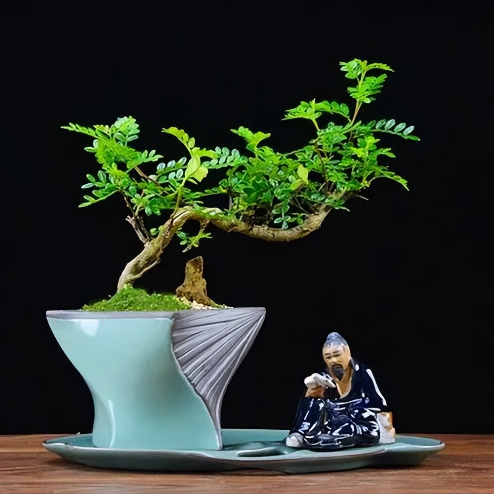 6 cây bonsai phong thủy nên trồng trong phòng khách - tụ vượng khí, giữ tài lộc, nhà càng ở càng thịnh- Ảnh 5.