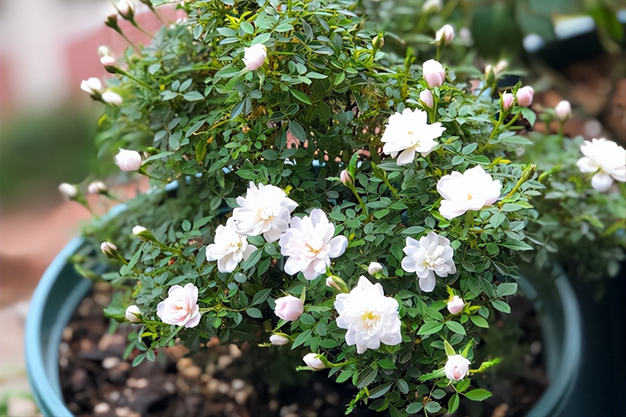 6 cây bonsai phong thủy nên trồng trong phòng khách - tụ vượng khí, giữ tài lộc, nhà càng ở càng thịnh- Ảnh 2.