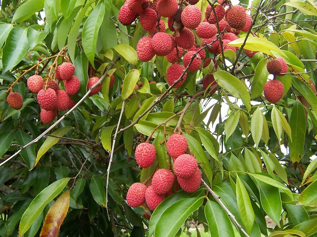 Trung Quốc, Mỹ, Anh thi nhau 'chốt đơn' 1 loại quả Việt Nam: Vitamin C vượt xa chanh, bổ gan, hạ mỡ máu- Ảnh 1.
