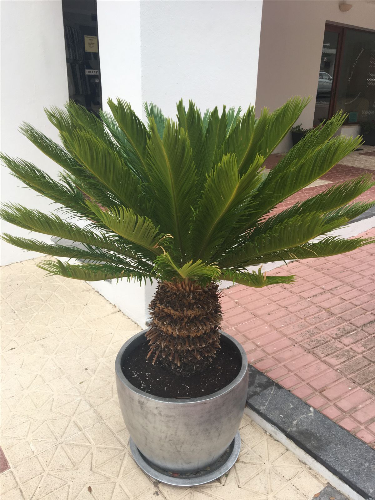 Loài cây độc nhất Việt Nam, siêu giá trị trong biệt phủ trăm tỷ, rộng 10.000 mét vuông của Lý Nhã Kỳ- Ảnh 9.