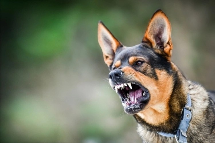 Đồng Nai: Người đàn ông tử vong sau 1 tháng bị chó nhà liếm vào vết thương, bác sĩ cảnh báo, kể cả chó, mèo đã tiêm phòng cũng không thể chủ quan!- Ảnh 2.
