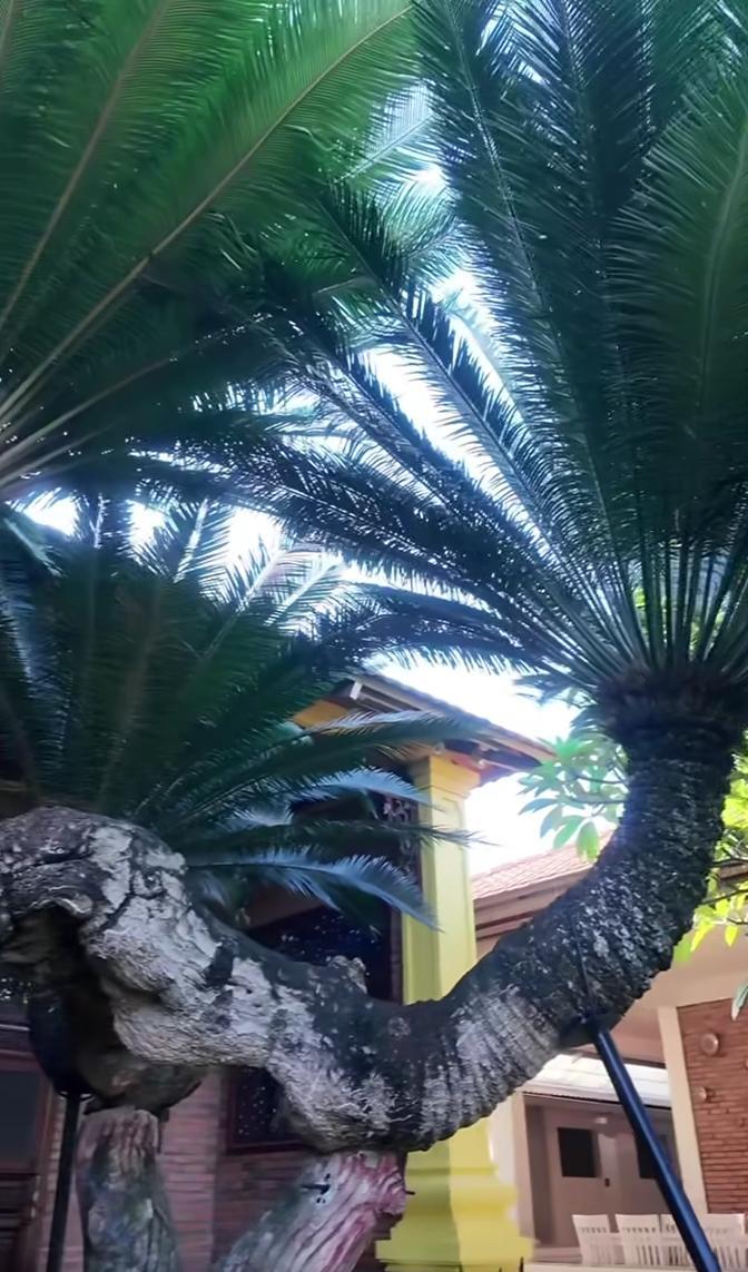 Loài cây độc nhất Việt Nam, siêu giá trị trong biệt phủ trăm tỷ, rộng 10.000 mét vuông của Lý Nhã Kỳ- Ảnh 7.