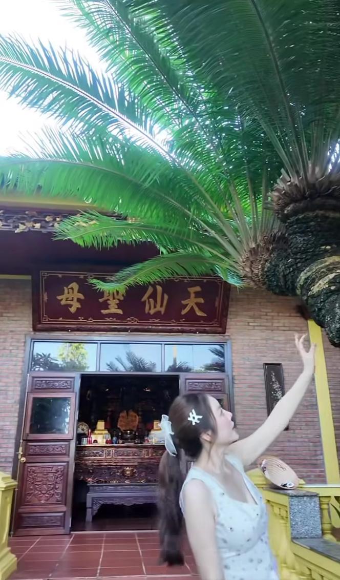Loài cây độc nhất Việt Nam, siêu giá trị trong biệt phủ trăm tỷ, rộng 10.000 mét vuông của Lý Nhã Kỳ- Ảnh 6.