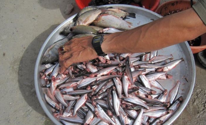 Thứ nghe tên "lạnh gáy" xưa không ai ăn, nay thành đặc sản dân phố thích mê, 200.000 đồng/kg- Ảnh 2.