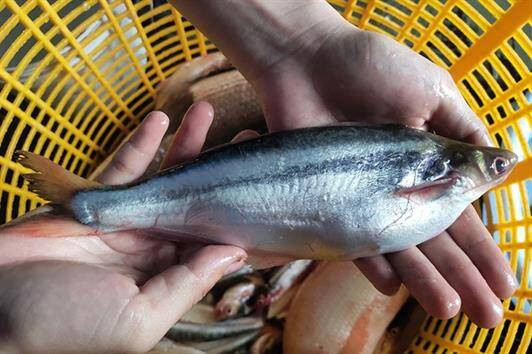 Thứ nghe tên "lạnh gáy" xưa không ai ăn, nay thành đặc sản dân phố thích mê, 200.000 đồng/kg- Ảnh 1.