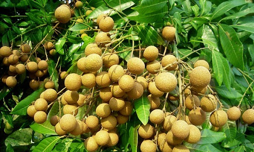 6 cây ăn quả 
