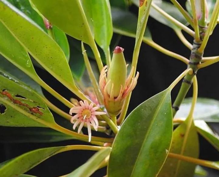 Loài cây kỳ lạ bậc nhất thế giới, có thể Loài cây kỳ lạ bậc nhất thế giới, có thể