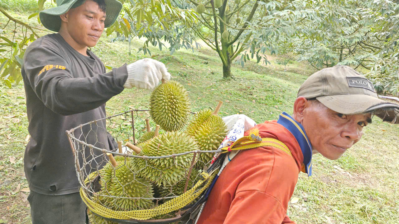 Sầu riêng giống cổ Chuồng Bò, Sáu Hữu bất ngờ được chuộng- Ảnh 5.