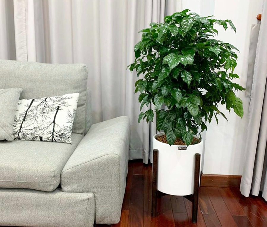 Phòng khách đặt đúng 4 cây này, tiền vào như nước sông Đà, vận đỏ như son- Ảnh 2.