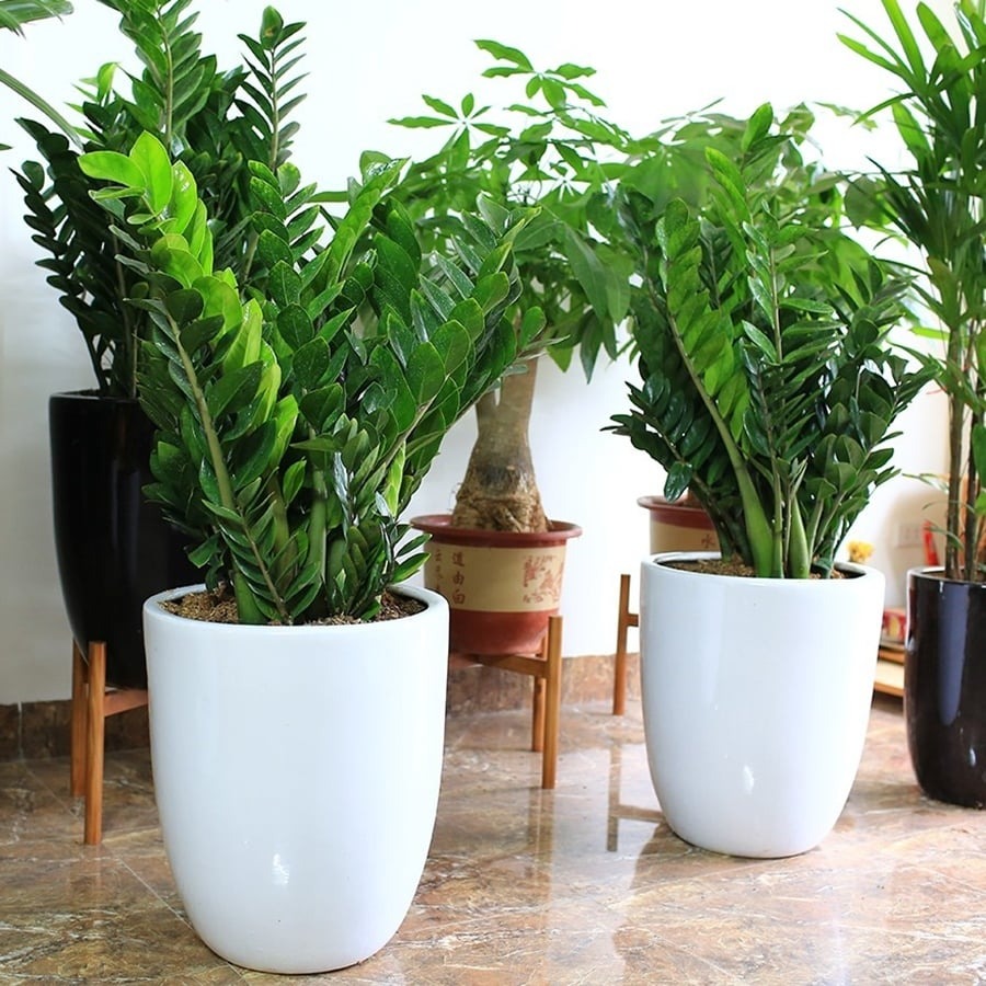 Phòng khách đặt đúng 4 cây này, tiền vào như nước sông Đà, vận đỏ như son- Ảnh 3.