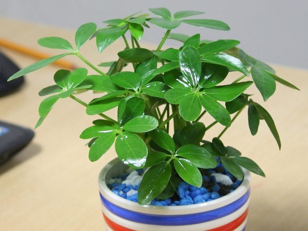 Phòng khách đặt đúng 4 cây này, tiền vào như nước sông Đà, vận đỏ như son- Ảnh 4.