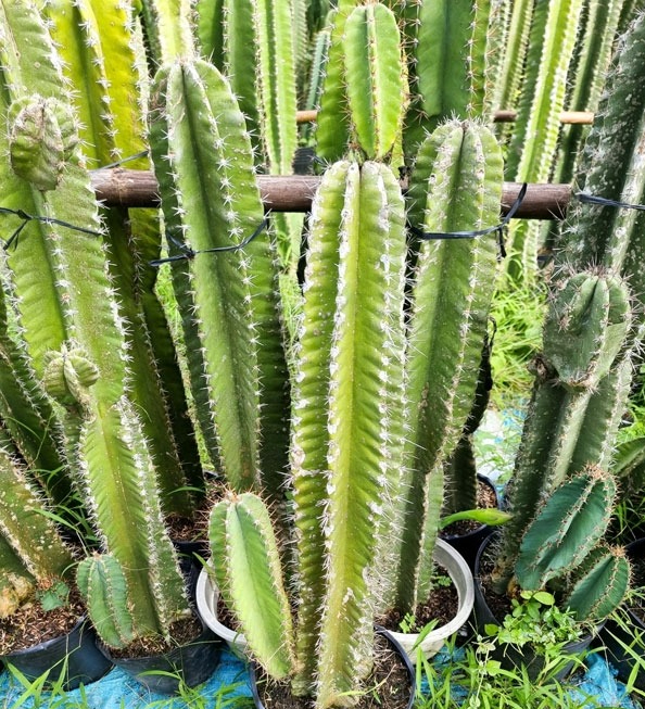 4 loại cây trồng trước nhà thì xui đủ đường, chuyển ra sau lại vững vàng vận khí- Ảnh 4.