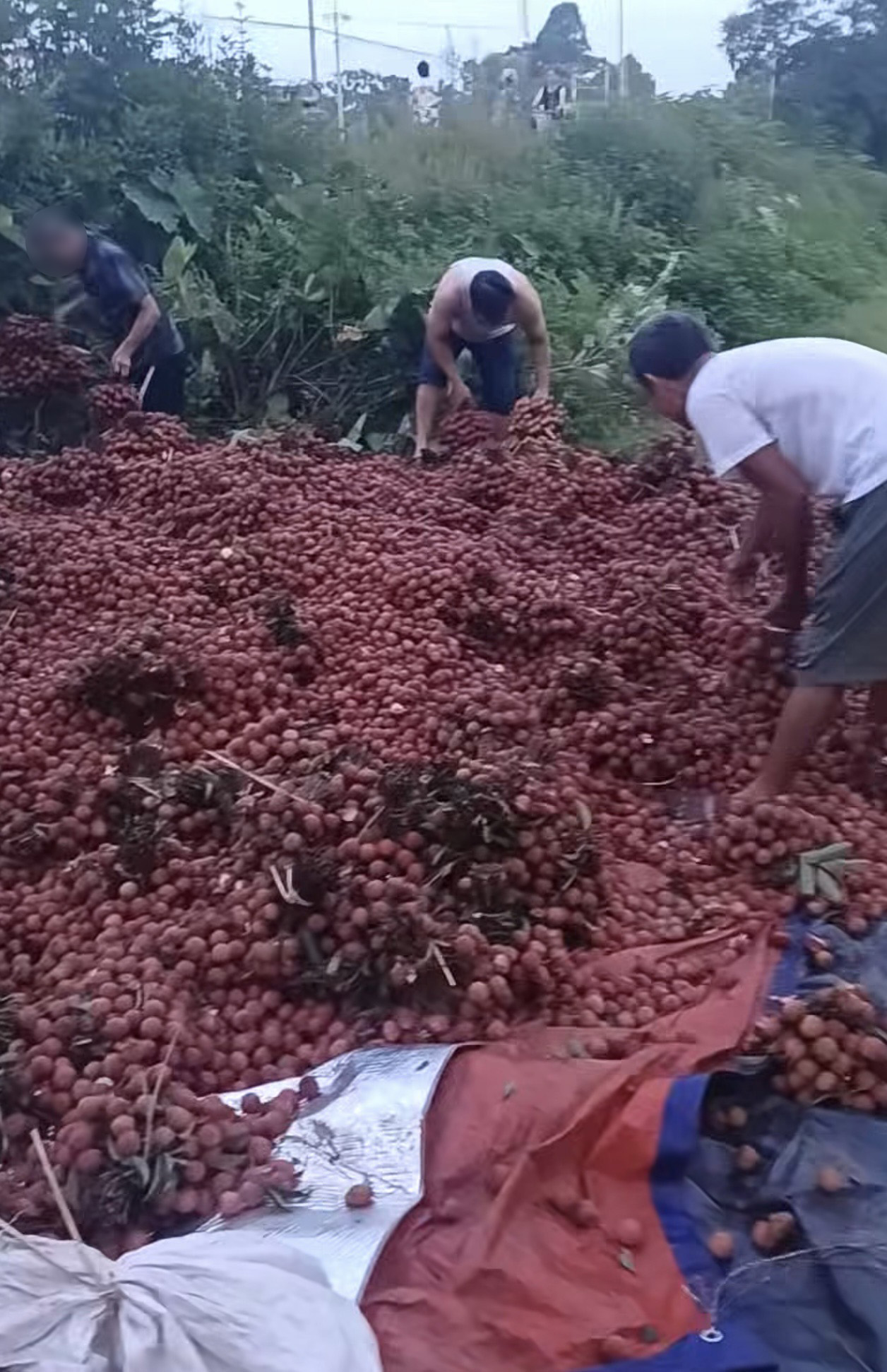 Vụ xe vải lật bị người dân "hôi của": Chủ xe nói "các bác ơi đây là vải của cháu" nhưng không ai quan tâm- Ảnh 1.