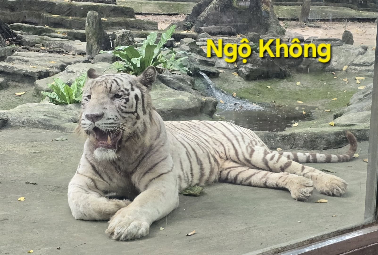 Thảo Cầm Viên ra thông báo đặc biệt về Ngộ Không - chú hổ trắng 