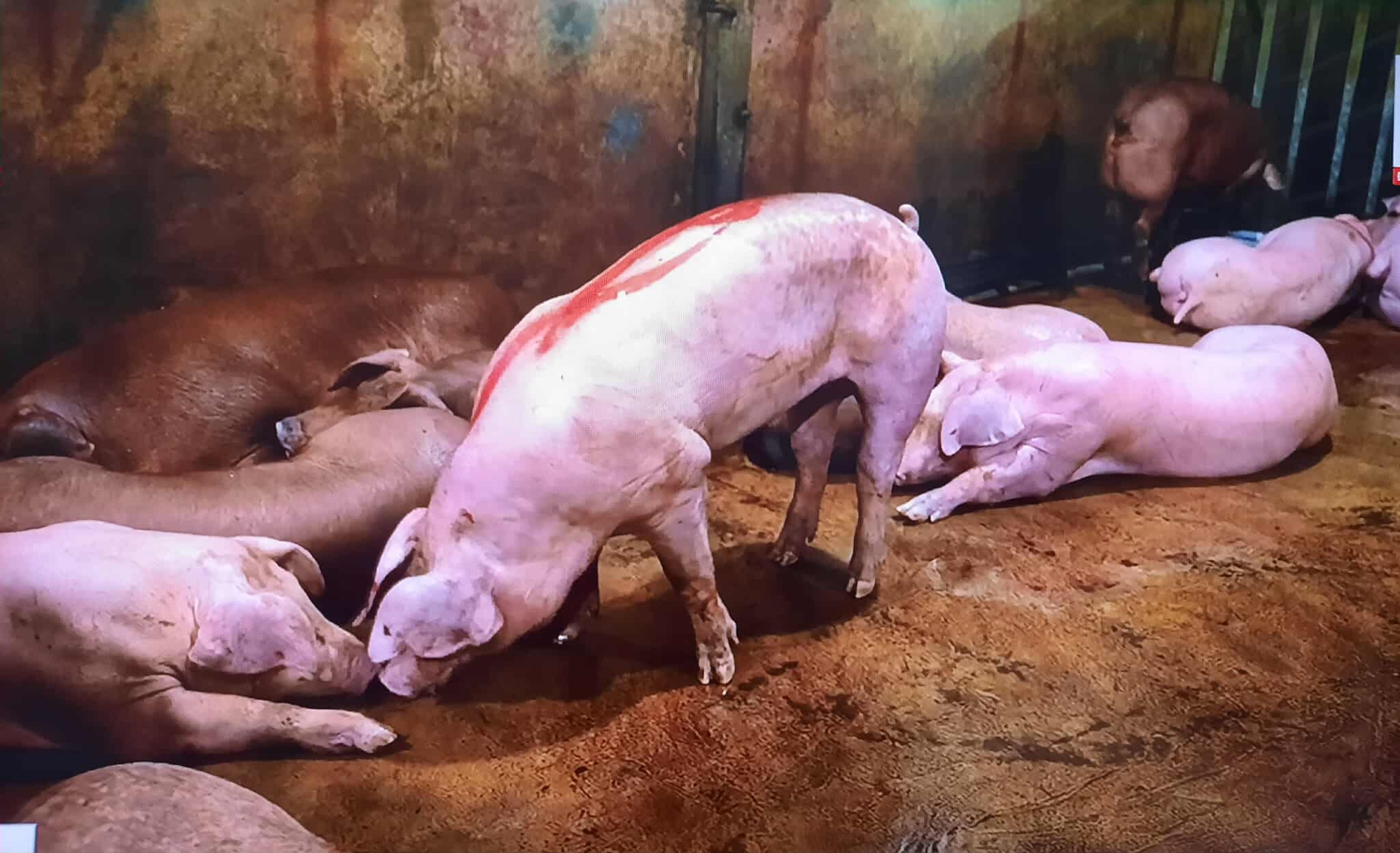 Triệt phá đường dây giết mổ, buôn bán hàng tấn thịt lợn bệnh: Hoạt động rất tinh vi- Ảnh 1.