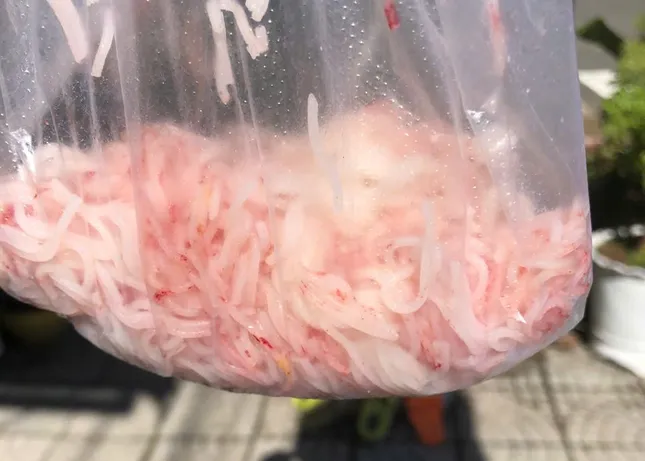 Bún tươi đổi màu lạ tại Đà Nẵng: Cơ sở sản xuất bị đình chỉ khẩn cấp- Ảnh 1.