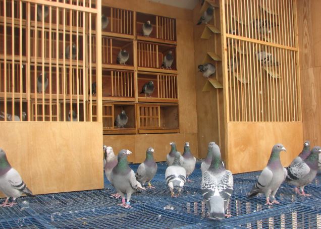 Mua nhà 8,5 tỷ đồng, 7 năm sau mới “ngã ngửa” vì nhà mất giá hơn 1 tỷ: Người đàn ông đòi môi giới hoàn tiền vì "không ai nói tôi sống dưới… 2 chuồng bồ câu"- Ảnh 1.
