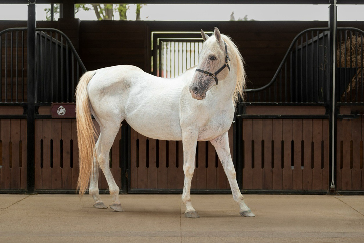 Sắp diễn ra giải cưỡi ngựa chuyên nghiệp tiên phong tại Việt Nam – Vinpearl Equestrian Cup 2025- Ảnh 5.