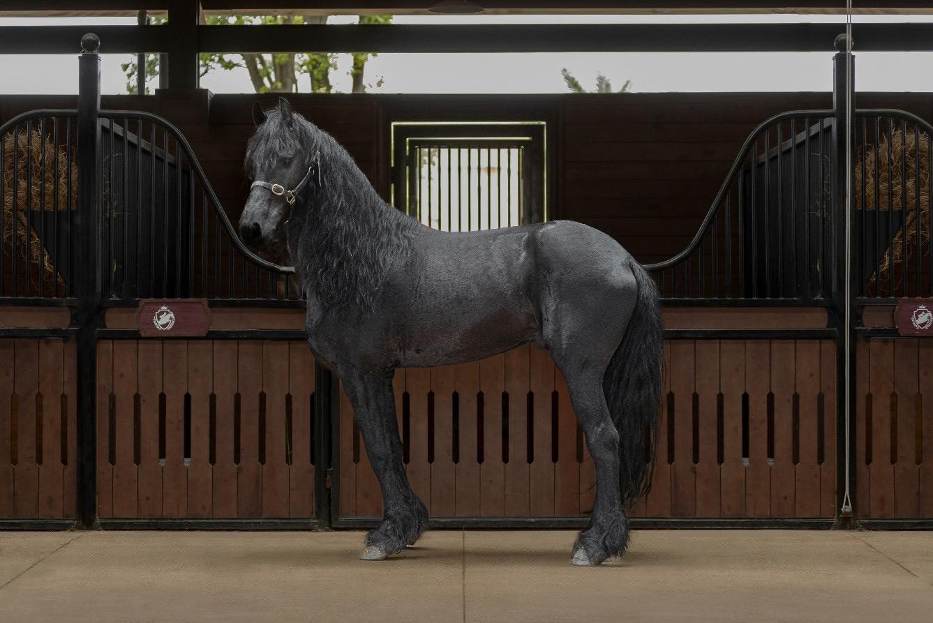 Sắp diễn ra giải cưỡi ngựa chuyên nghiệp tiên phong tại Việt Nam – Vinpearl Equestrian Cup 2025- Ảnh 4.