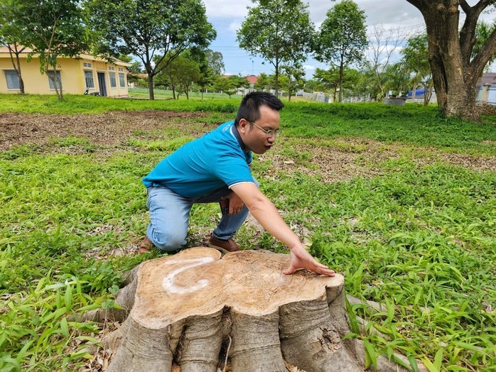 Tạm dừng bổ nhiệm nguyên chủ tịch xã vì chặt cây xanh ở khuôn viên trụ sở đem bán- Ảnh 1.