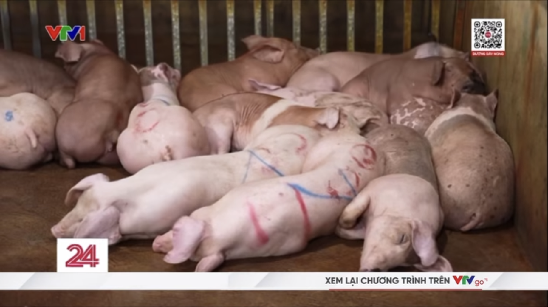 Vụ triệt phá 3 đường dây giết mổ, buôn bán lợn bệnh tại Hà Nội: Tuồn cả nghìn con lợn bệnh ra thị trường, thu lợi 400 triệu chỉ trong 2 tháng- Ảnh 2.