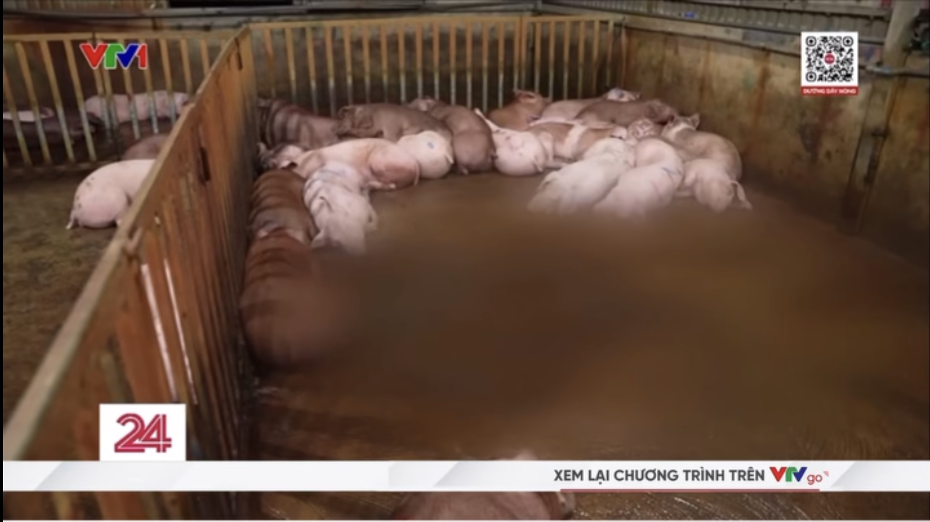 Vụ triệt phá 3 đường dây giết mổ, buôn bán lợn bệnh tại Hà Nội: Tuồn cả nghìn con lợn bệnh ra thị trường, thu lợi 400 triệu chỉ trong 2 tháng- Ảnh 3.