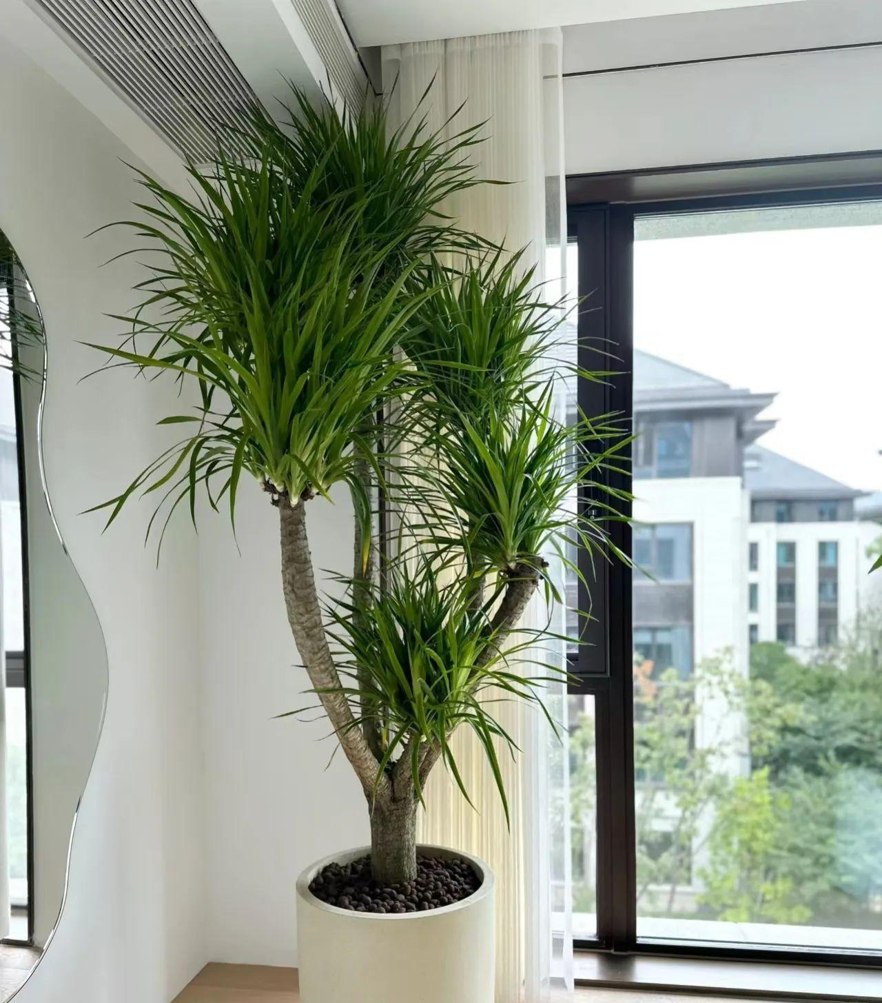 Người giàu bí mật trồng 6 cây trong nhà: Đuổi tà khí, hút tiền tài, con cháu 