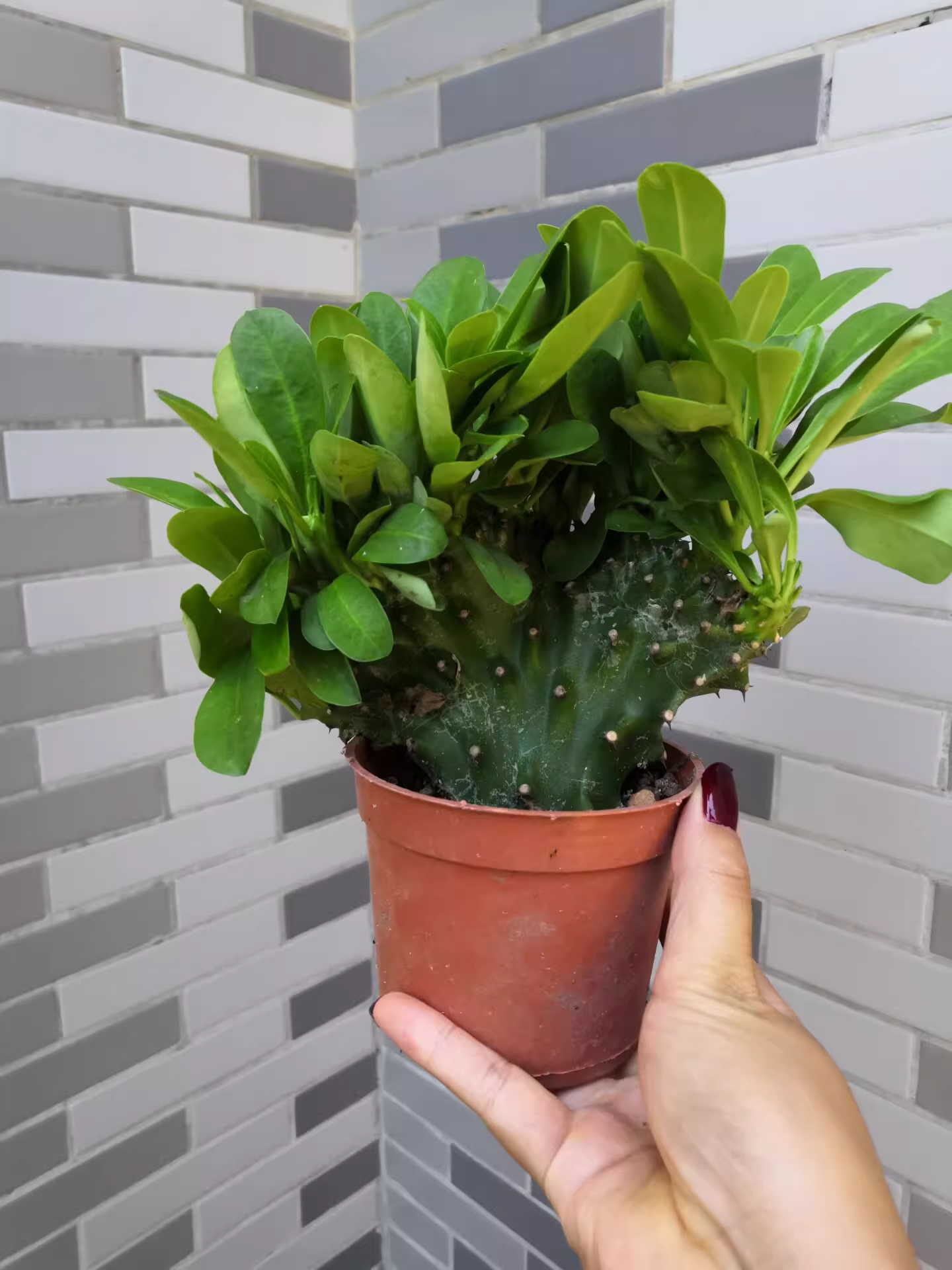 Người giàu bí mật trồng 6 cây trong nhà: Đuổi tà khí, hút tiền tài, con cháu 