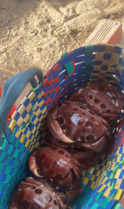 Vùng biển này toàn món ngon 'vương giả', nghe tên là đủ hiểu 'nhiều tiền chưa chắc đã được ăn'- Ảnh 3.