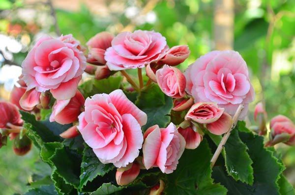 Ít ai biết 5 cây này có thể 