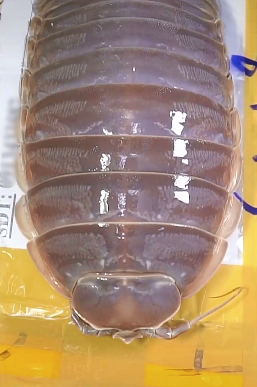 Loại hải sản 