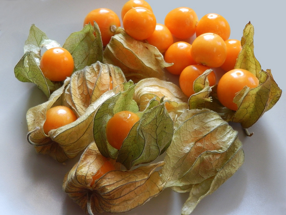 Loại quả dại ở Việt Nam ít ai "ngó", qua nơi này "cơn sốt" 700.000 đồng/kg- Ảnh 2.