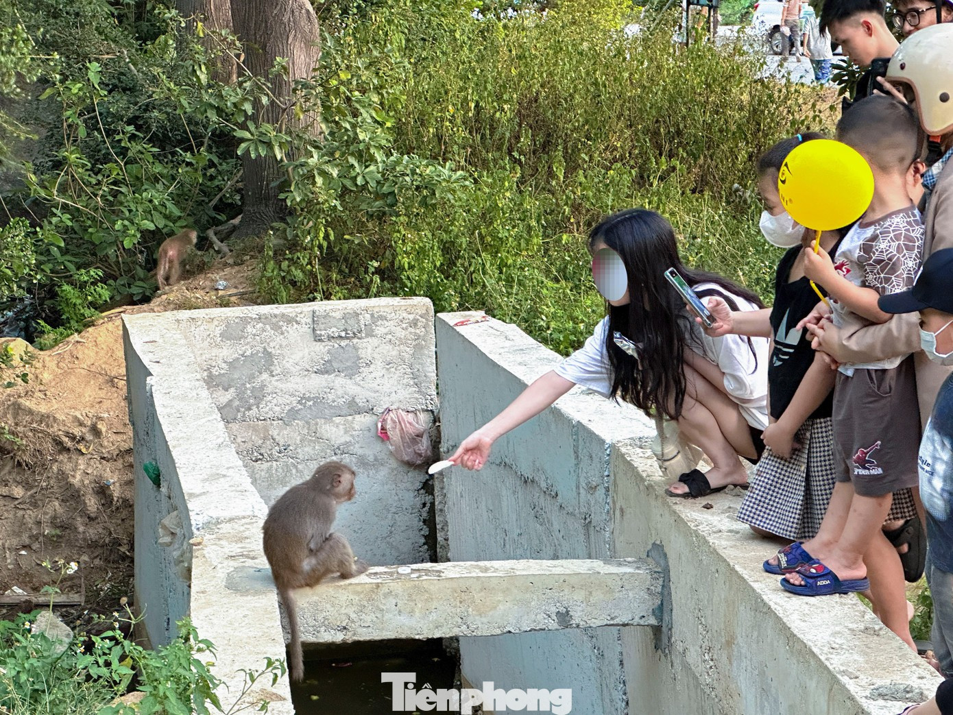 Đà Nẵng dẹp hàng rong tung hoành trên bán đảo Sơn Trà- Ảnh 12.