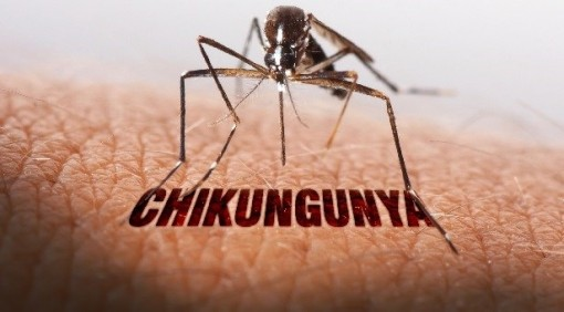 Bệnh Chikungunya từng được ghi nhận cách đây hơn 70 năm, đang có xu hướng gia tăng, lây lan sang một số nước ở khu vực châu Phi, Nam Á và châu Âu- Ảnh 1.