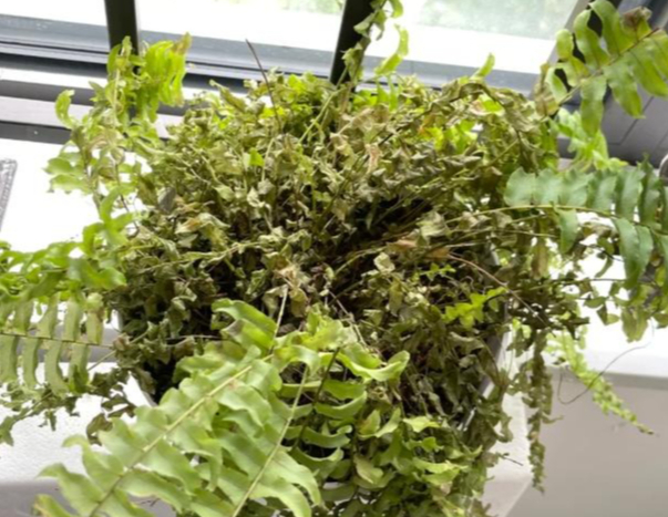 Bạn học đến nhà chơi thấy 5 thứ ở phòng khách liền nói: Cậu mãi không khá lên được!- Ảnh 3.