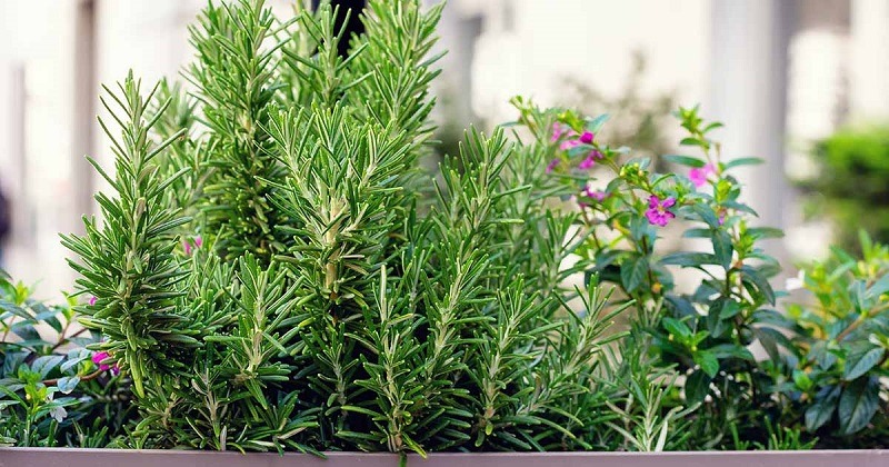 1 loại cây nhỏ bằng bàn tay nhưng sức mạnh như 