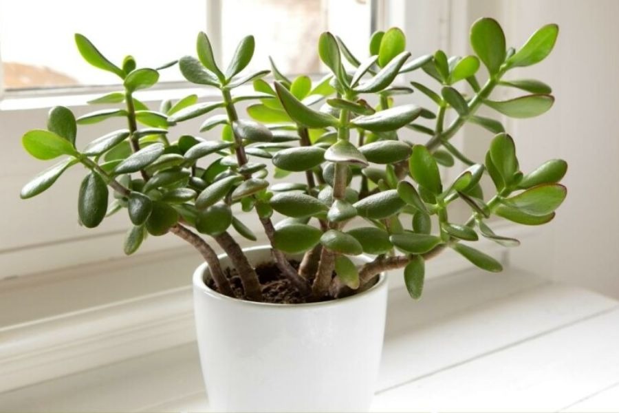 Không phải lưỡi hổ hay kim tiền, đây mới là cây “bảo vệ cửa ngõ”, xua tà giữ lộc, trồng 1 chậu như sở hữu 5 két vàng- Ảnh 3.