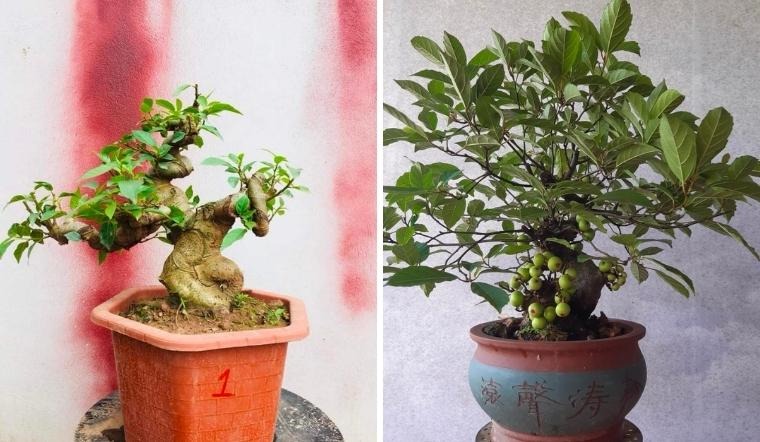 Ông bà trồng cây con cháu hưởng lợi: 1 cây bình dân nhưng “đắt giá” hơn lan hồ điệp, sống hàng chục năm, càng già càng sinh lộc- Ảnh 2.