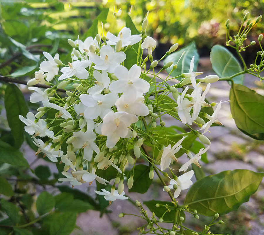 7 loại hoa phong thủy nên trồng trước cửa nhà - càng nở rộ càng hút tài lộc- Ảnh 5.